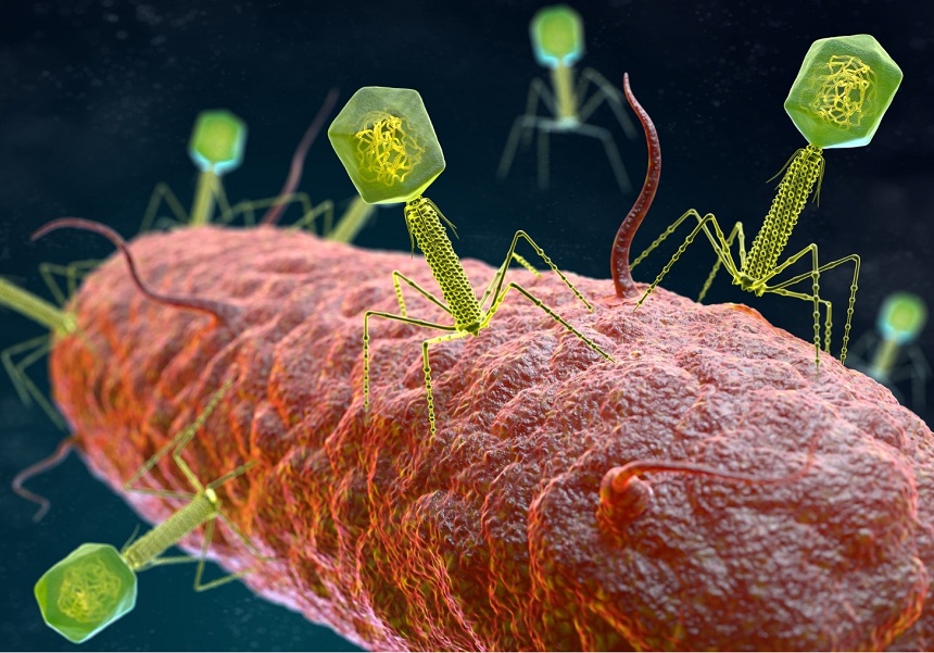 Virus bacteriòfags atacant un bacteri. Imatge: CSIC.